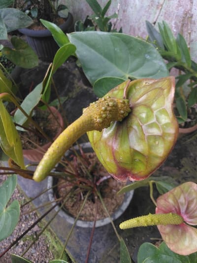 This image captures a close-up, downward-angled view of several Anthurium plants in various stages of bloom, located in Houayyen, Laos. The primary subject is a large Anthurium flower in the upper central frame. Its spathe, approximately 10-12 cm long, is predominantly green with distinct reddish-brown venation and patches, exhibiting a textured, slightly waxy appearance. The spathe is partially unfurled, revealing a prominent, elongated spadix that is light greenish-yellow and covered in numerous small, spherical protuberances. The spadix extends upwards and slightly to the left.
The plant from which this flower emerges is rooted in a dark grey or black ribbed plastic pot filled with a reddish-brown granular potting medium. In the foreground, another smaller Anthurium flower is visible on the lower right, featuring a similarly colored spadix and a smaller, more open spathe with pinkish-red and green coloration.
Multiple other Anthurium plants in similar dark pots are partially visible in the background and mid-ground, showing green foliage and occasional hints of other blooms or stems. The ground surface beneath the pots is a light grey, textured material, possibly concrete, with areas of green moss or algae growth. A light-colored, likely concrete or stucco, wall with some discoloration forms the backdrop. No people, specific actions, or direct interactions are depicted.