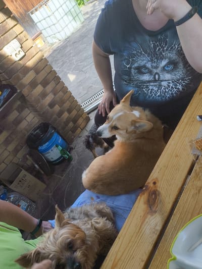 In Востец Снт, Russia, an outdoor scene features a person wearing a dark t-shirt with a graphic of a creature's face. A tan and white Pembroke Welsh Corgi sits on the person's lap, facing left. To the left and slightly behind the Corgi, a small, dark-haired dog is visible. In the foreground, a tan terrier-type dog is lying down. The environment includes a brick wall, a large white water tank, electrical outlets on the wall, a blue bucket with "Lube" labeling, a green bottle, and a wooden table with some crackers on it. The ground is paved with stone tiles.