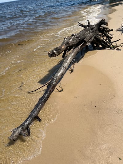 A large, weathered piece of driftwood rests on a sandy beach at the edge of a body of water. The wood is dark and appears to be a tree trunk with roots exposed at one end, some branches still attached. The water is shallow and clear, with small waves lapping onto the shore. The sand is light brown and mostly smooth, with some scattered debris. The sky is a light blue, suggesting a clear day. The location is the shore of the Kyiv Reservoir in Lyutizh, Ukraine.