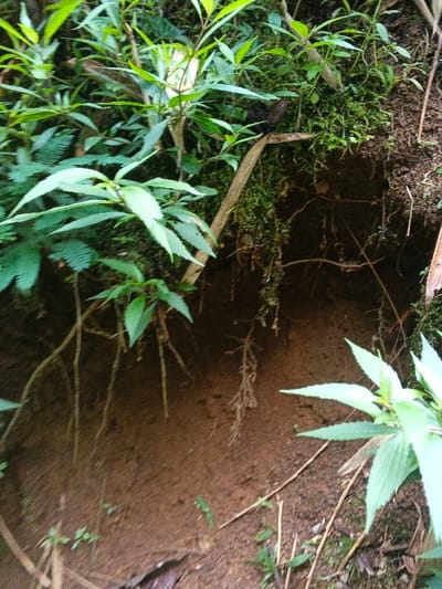 A natural scene reveals a dirt wall with dangling roots and a few loose strands of grass clinging to its surface. Lush green foliage surrounds the area, with leaves of various shapes and sizes. Moss is present on the upper section of the dirt wall, adding a texture to the scene. A dark object sits atop a branch. The lighting casts shadows, indicating a densely vegetated environment.