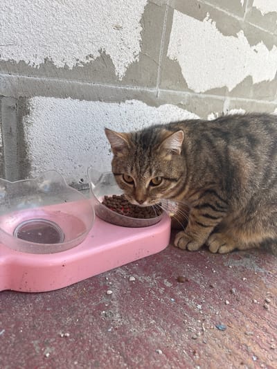 A tabby cat is eating kibble from a pink plastic pet food dispenser. The dispenser has two cat-shaped bowls, one empty and one with food. The cat is positioned on the right side of the dispenser, with its head lowered into the food bowl. The background consists of a textured, light-colored concrete wall with visible mortar lines. The ground beneath the dispenser is a reddish-brown, rough surface with scattered small pebbles and debris. The scene appears to be outdoors, possibly in an urban or suburban setting, given the concrete elements. The location is specified as Sovkhoza "Razdol'e", Russia.