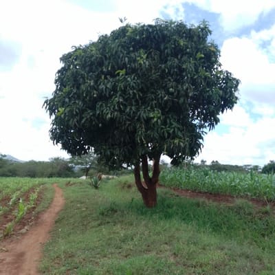 This image depicts an outdoor agricultural scene in Kola ward, Kenya. A prominent, mature mango tree with a multi-trunked brown base and a dense, dark green leafy canopy, visibly bearing several small green fruits, stands centrally. The ground directly beneath the tree is covered with green grass. A reddish-brown dirt path, approximately one meter wide, curves from the lower-left foreground into the background. To the left of this path, a field of young, green maize plants is cultivated in distinct rows within reddish-brown soil. To the right of the mango tree, another field exhibits more mature, denser green maize plants. In the mid-ground, a small, spiky succulent plant is positioned near the dirt path. The background consists of a horizon line of various green vegetation and distant, undulating hills or mountains. The sky is partially cloudy, featuring areas of light blue interspersed with scattered white clouds. No individuals, animals, actions, or interactions are present in the scene.