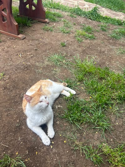 The image shows a cat lying on the ground in what appears to be a yard or garden. The ground is a mix of bare dirt and patches of grass. The cat is mostly white with orange markings on its head and back. It is lying on its side with its legs extended. Part of a wooden bench is visible in the bottom left corner of the image. The location is in Meshtitsa, Bulgaria.
