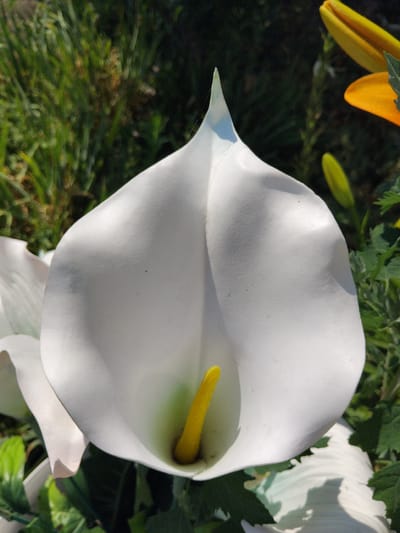 A white Calla Lily is in full bloom, its petal unfurled to reveal a vibrant yellow spadix. The flower is positioned in the foreground, bathed in sunlight that casts soft shadows on its surface. In the background, green foliage creates a natural backdrop, with hints of yellow and orange flowers peeking through. The scene appears to be a garden setting in Bila Krynytsia, Ukraine, possibly during a sunny day.