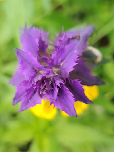 A close-up, vertical, eye-level shot focuses on a vibrant purple flower with frilled petals. The flower is predominantly in focus, with hints of yellow peeking out from beneath its purple petals. The background is softly blurred, showcasing a bright green environment, likely foliage. There are no people or animals visible in the image. The scene appears to be outdoors, with natural lighting. No specific location in Astrashitskagaradokski rural council, Belarus, can be determined from the visual information.