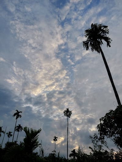The scene depicts an outdoor tropical landscape in Keude Cunda, Indonesia, under a partially clouded sky. The upper two-thirds of the image are filled with a sky exhibiting a mixture of blue patches and widespread, mottled stratocumulus or altocumulus clouds. Diffuse, brighter light is visible through and behind the clouds, suggesting either sunrise or sunset. The lower third of the image features a dense silhouette of various tropical plants. Multiple tall, slender palm trees are prominent, with their fronds distinctly silhouetted against the sky. A particularly tall palm tree stands in the upper right quadrant. Other palm trees of varying heights and dense, leafy undergrowth occupy the foreground and mid-ground. No human subjects, animals, or artificial structures are discernible within the frame.
