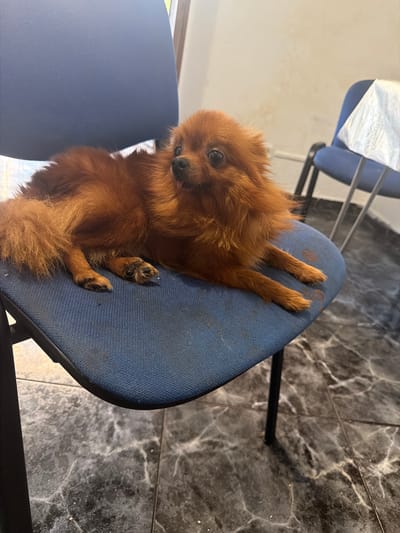 A small, fluffy, brown dog is lying down on a blue chair. The dog is facing to the left of the frame, with its tongue slightly out. Its fur is long and appears to be a reddish-brown color. The chair is fabric-covered and appears to be in an indoor setting. The floor is tiled with a dark gray and white marble pattern. In the background, another blue chair is visible, partially covered by a white cloth. The walls appear to be a light, textured color. The image is taken from a slightly elevated angle, looking down at the dog and the chair. There is no visible indication of the dog's specific breed, but it resembles a Pomeranian. The overall lighting suggests an indoor environment, possibly a waiting room or office. The location is identified as Hostalric, Spain, though no specific landmarks confirm this.