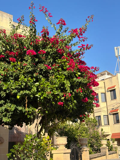 The image depicts a vibrant bougainvillea tree with bright pink flowers in full bloom, dominating the foreground against a clear blue sky. The tree is situated in front of a light yellow building with multiple windows and a red-tiled roof. To the right of the building, a modern telecommunications tower is visible. In the lower portion of the image, a stone wall with decorative urns and an ornate black metal gate can be observed, suggesting an entrance to a property or garden. The scene suggests a sunny day in a Mediterranean urban or suburban environment, likely Xagħra, Malta, given the architectural style and vegetation. There are no people or animals visible in the frame.