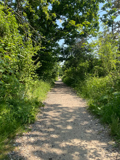The image depicts a gravel path winding through a verdant landscape. The path is bordered by lush green grass and dense foliage, with tall trees arching overhead, casting dappled shadows on the ground. The scene suggests a natural environment, possibly a park or a trail.
The location provided is Horsens, Denmark. Without further information or context from the image itself, it is impossible to pinpoint the exact location within Horsens. The image captures a typical outdoor scene that could be found in various green spaces within the city.