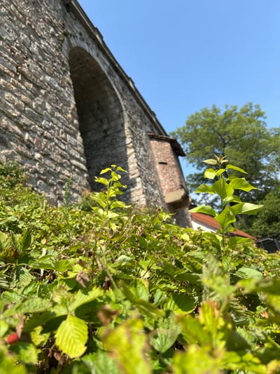 The image depicts an outdoor scene with a low-angle view of lush green foliage in the foreground, obscuring much of the ground. Behind the foliage, a large stone structure, likely an aqueduct or bridge, dominates the left side of the frame. The stonework is rough and appears aged, with an arched opening visible within its structure. A section of exposed brickwork is present on the side of the stone structure, indicating different building phases or repairs. In the background, a large tree with green leaves stands against a clear blue sky. A portion of a red-tiled roof is also visible behind the foliage, suggesting nearby buildings. The overall environment appears to be a park or natural area adjacent to historical architecture. This location is identified as being in Náchod, Czechia.