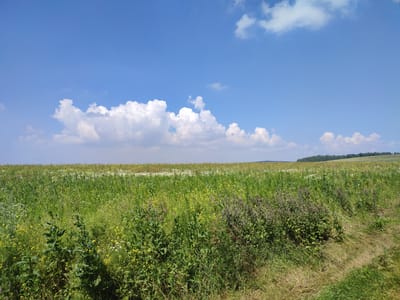 The image depicts a wide, open field under a bright blue sky with scattered white clouds. The field is covered in lush green grass and various wildflowers, with some areas appearing slightly taller and more overgrown than others. In the distance, a gentle rolling hillside is visible, topped with a line of dark green trees. The overall impression is one of a natural, undeveloped landscape. The image does not contain any explicit indications of a specific city, including Bakhmut, Russia, or any elements that would suggest its location within a city.