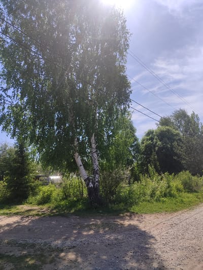 The image depicts an outdoor scene in Sovetsko-Nikol'skoe, Russia. A dirt and gravel road occupies the foreground, with a large birch tree featuring distinctive white bark and green foliage located prominently on the left side of the image. Overhead power lines run diagonally across the upper portion of the image. Various shrubs and other trees fill the middle ground. A building structure, possibly a greenhouse, is partially visible behind the trees and shrubs. The sky is visible with scattered clouds and bright sunlight creating glare near the top of the frame. Shadows from the trees are cast onto the road surface. No people are visible in the image.