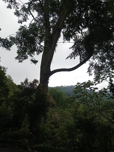 This image, taken in Ambakirano, Madagascar, depicts a dense natural landscape. A large, mature tree with a textured trunk, partially obscured by clinging vines, occupies the central and left foreground. Its dark green, full canopy extends across the upper frame. Below and surrounding this prominent tree, a thick layer of diverse green foliage and smaller plants forms the midground, with areas of deep shadow. In the background, a range of forested hills rises under an overcast, light gray sky. No human subjects, artificial structures, or discernible activity are present in the scene.