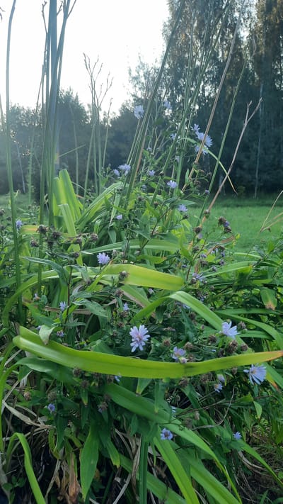 This image depicts a close-up view of a cluster of small, light purple asters with numerous green leaves and thin, dry stalks. The asters are scattered throughout the foliage, with some in bloom and others appearing as dried seed heads. The background shows a grassy field with a dense line of trees, likely a forest edge. The lighting suggests it is either early morning or late afternoon, with the sun low on the horizon, casting a soft light. There are no people or animals visible. The setting appears to be a natural, outdoor environment within the Славенскі сельскі Савет, Belarus, characterized by wild vegetation and a bordering wooded area.