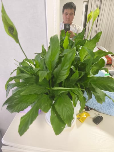 An indoor scene captures a potted Peace Lily plant in the foreground. The plant has lush green leaves and a few white spathes. Behind the plant, a mirror reflects a man in a white t-shirt, holding a smartphone and taking a selfie. He is wearing earbuds. To the right of the plant, on a light-colored surface that appears to be a dresser or table, are a set of car keys and a small yellow packet. A light blue towel is also visible on the surface. The background shows curtains and a wall. The image does not provide any information about the specific location within the city of Тынчтык, Kyrgyzstan.