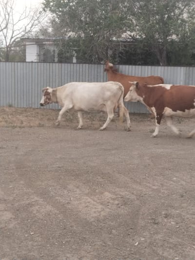 Three cows are walking across a dirt ground in front of a corrugated metal fence. The cow on the left is predominantly white with some brown markings on its face and ears. It is walking to the left. The middle cow is a reddish-brown color and is facing away from the camera, walking to the left. The cow on the right is white and brown, with large patches of brown on its body and face. It is also walking to the left. Behind the fence, there are some trees and a building. The lighting suggests it is daytime, likely overcast or late in the day, as the shadows are not harsh. The ground is a mixture of dirt and small stones. The overall scene appears to be rural or on the outskirts of a settlement, consistent with the provided location context of Ақадыр, Kazakhstan. There is no visible text in the image.