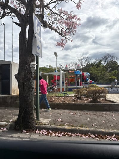 The scene is a street in San Rafael, Costa Rica, located at 9.937 latitude and -84.152 longitude. A man in a pink shirt and blue jeans walks away from the camera. The scene is in front of a playground with a blue and red slide and a blue and white structure. There is a tree in the foreground, with pink flowers scattered on the ground.  The tree trunk is visible in the photo.  The image was taken from inside a car.  A sign on a pole indicates "1.2 km."  The scene is taken on a sunny day.  There are no other people in the image.  The ground is made of brick.  The playground is fenced in and located on a grassy area.  The trees in the background are green and leafy.  The sky is partly cloudy.