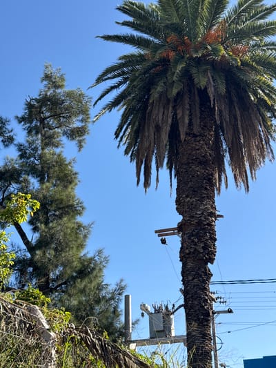 A low-angle shot shows the intersection of a palm tree with electrical wiring. The trunk of the palm tree appears to be running parallel to and in contact with the wires. Various electrical components are visible. In the background, other tree types are present, and the sky is clear and blue. The location is speculated to be the city of Salta, Argentina, due to the vegetation and city infrastructure. No people are visible.