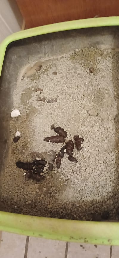 The image shows a close-up, top-down view of a cat litter box filled with light-colored litter. Several clumps of dark brown cat feces are visible, some appearing to be fresh and others partially covered by the litter. There is also a small amount of white material, possibly toilet paper or a clump of litter that has become wet and discolored. The litter box has a light green rim and sits on a tiled floor. The background suggests an indoor environment, with a wooden surface visible at the top of the frame. The scene does not provide any information about the location in Võhma, Estonia.