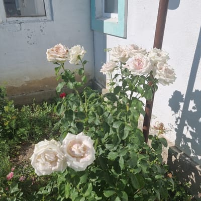 In a sun-drenched outdoor setting, likely a garden in Akkemmer, Kazakhstan, a rose bush with multiple white and pink-speckled blooms is the primary subject. Several roses are in full bloom, while others appear to be wilting or past their prime. The rose bush is situated near a textured, white plastered wall of a building, which shows signs of wear and peeling paint, particularly around a window frame painted a light turquoise. A dark brown, cylindrical pole stands vertically to the right of the rose bush, casting a distinct shadow on the wall along with the shadows of the roses and their leaves. The ground around the bush is covered with green foliage and appears to be soil. In the background, a hint of a window with a light blue frame is visible, suggesting an urban or semi-urban residential environment. The overall scene is illuminated by bright sunlight, creating strong contrasts and shadows.