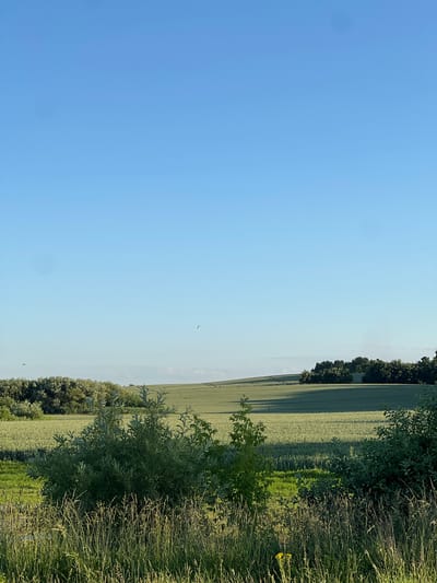 This media file displays a landscape scene under a clear blue sky, captured from a slightly elevated perspective. The dominant features are a vast, green field of crops, likely grain, stretching into the distance and bordered by a dense line of trees along its far edge. The field exhibits subtle undulations and is bathed in the warm, directional light characteristic of late afternoon or early morning, casting long shadows across the crops.
In the foreground, to the right of the frame, is a textured area of tall, dry grasses and scattered green foliage, creating a natural border. A small, bright yellow wildflower is visible amongst the grasses, adding a small splash of color to the scene. The sky itself is a tranquil, unbroken expanse of light blue, with a faint haze or distant cloud layer visible near the horizon. Two birds are captured in flight, silhouetted against the bright sky, suggesting a peaceful, natural environment. The overall mood is serene and tranquil, evoking a sense of rural calm. The time of day is suggested by the quality and direction of the light, indicating either early morning or late afternoon. The location context provided is Rotmanka, Poland. There is no visible text in the image.