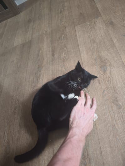 In Rassvet, Kazakhstan, a black and white cat is lying on its back on a wooden floor, playfully batting at a person's hand with its front paws. The cat's tongue is extended, appearing to lick the fingers. The environment is a domestic interior with wood-paneled flooring.