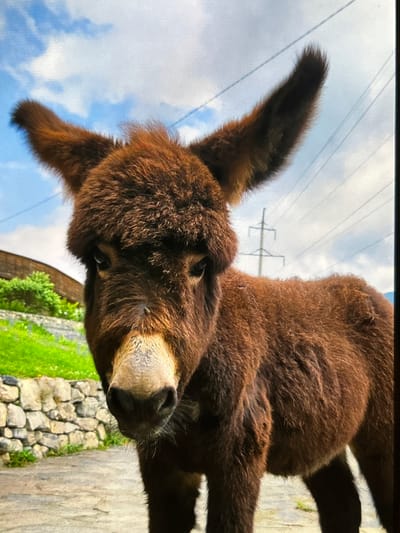 A young brown donkey stands on a paved path, looking directly at the camera. Its large ears are perked up, and its fur is fluffy. Behind the donkey, a stone wall borders a lush green grassy area. The sky above is blue with scattered white clouds, and power lines are visible in the distance, along with a utility pole. The background suggests a rural or semi-rural setting, potentially within the city of Agronom, Russia, though no specific identifying landmarks confirm this location. The lighting indicates it is daytime.