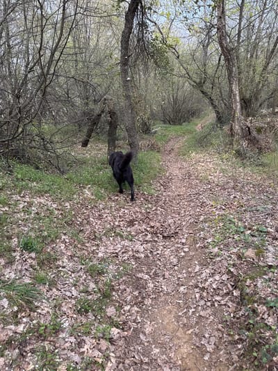 The scene depicts a woodland path in Razhdak, Bulgaria. A medium-to-large black dog is observed walking away from the camera, moving along a narrow dirt path that extends into the distance. The path and adjacent ground are extensively covered with dry, brown deciduous leaves. Dense trees and shrubbery line both sides of the path, displaying nascent light green foliage, suggesting early spring. Patches of green grass with small white flowers are visible on the ground off the path. A tree trunk positioned to the left of the dog features two small, light-colored circular markings. No other individuals or animals are present.