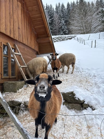 This image depicts a winter scene in Velká Úpa, Czechia, featuring multiple domesticated animals in a snowy outdoor enclosure adjacent to a wooden building.

In the immediate foreground, centered, a brown and black goat with prominent black markings on its face and legs directly faces the camera. Its muzzle is dusted with white snow. Behind it, in the mid-ground to the left, a light-colored, woolly sheep stands facing away from the camera, positioned near the wooden structure. To the right of the first sheep, another brown and black goat, similar in appearance to the foreground subject, stands facing the camera. Further right, a second light-colored, woolly sheep stands facing away. The ground in the enclosure is covered in snow, with patches of dried straw or grass visible.

The left side of the frame is dominated by a two-story wooden building constructed of vertical timber planks, featuring an angled roof with visible eaves and a wooden-framed window. A wooden ladder leans against the building below the window. Rocks, partially covered in snow, are visible at the base of the building and in the snowy ground.

In the background, beyond the enclosure, a snow-covered slope leads upward to a dense forest of snow-laden coniferous trees under an overcast sky. A low stone wall is discernible on the snowy slope. Wire fencing marks the boundaries of the animal enclosure in both the foreground and mid-ground on the right side of the image.