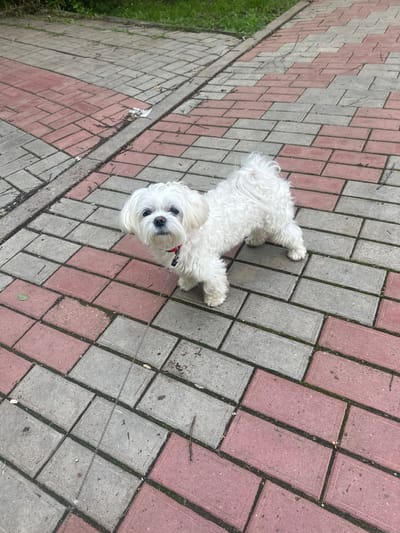 A small, fluffy white dog with dark eyes and a pink collar stands on a patterned walkway composed of rectangular red and gray pavers. The dog is facing the camera, with its body angled slightly to the left. A thin leash extends from the dog's collar and disappears out of the frame to the lower left. The walkway is bordered by a strip of grass on the left, which is partially overgrown and contains scattered green foliage. The ground is somewhat uneven, with some debris and small twigs visible on the pavers. The lighting suggests an outdoor daytime setting. The location is identified as Kumertau, Russia.