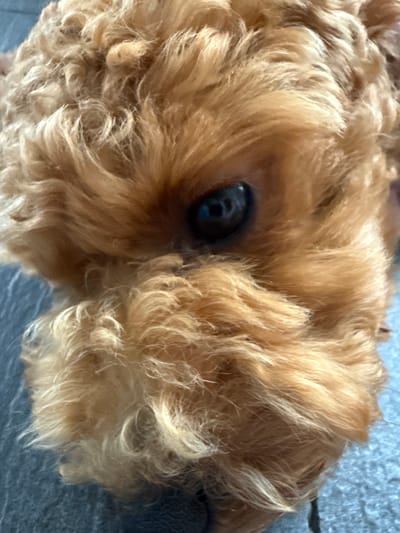 A close-up, high-angle shot captures the head of a light brown or golden-furred dog, specifically focusing on its left eye and the surrounding coat. The dog's fur is thick, soft, and appears wavy or loosely curled, showing various shades from lighter golden highlights to richer brown tones. A single dark, reflective eye, appearing black or very dark brown, is prominently visible in the center-left of the frame, peering through the dense fur. The dog's muzzle is partially visible on the right. The background consists of a plain, light grey surface, possibly concrete or tiling, on which the dog is resting or positioned. The lighting is bright and even, suggesting daytime. No specific activity or event is taking place beyond the dog's presence. There are no other subjects, objects, or visible text in the image. The scene is located in Marum, Netherlands.