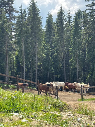 A herd of horses are gathered in an outdoor corral. The corral is fenced with wooden posts and rails. In the background, a dense forest of tall evergreen trees fills the frame. The ground within the corral is a light brown dirt. In the foreground, there is a patch of vibrant green vegetation and some scattered rocks. The sky above is partly cloudy with patches of blue visible.