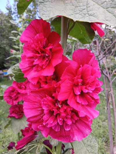 In Kholosne, Ukraine, a close-up, vertical shot captures a cluster of vibrant pink double hollyhock flowers. The flowers are the dominant subject, their ruffled petals appearing rich and textured. One large bloom is centrally positioned, slightly to the right, showcasing its complex layers. Above and to the left of this main bloom, a slightly smaller, open flower is visible. Further down the stalk, two more open flowers are present, one directly below the central bloom and another to its left, appearing slightly blurred due to the shallow depth of field. Below these, a partially open bud can be seen. Large, green, textured leaves emerge from the stalk, partially obscuring the flowers and adding to the composition. In the background, the environment is softly out of focus, revealing hints of greenery, trees, and a distant, colorful object that resembles a beehive. The lighting suggests it is daytime, with natural light illuminating the flowers.