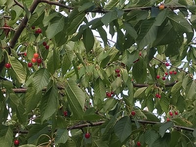 The image shows a close-up view of a cherry tree branch laden with ripe cherries and lush green leaves. The cherries are predominantly deep red, with a few appearing lighter red or even yellowish-orange, indicating varying stages of ripeness. They hang in clusters from thin stems, some still attached to the branch, while others are suspended individually. The leaves are broad and serrated, overlapping each other and creating a dense canopy. The lighting suggests it is daytime, with dappled sunlight filtering through the foliage. The background is mostly obscured by the leaves and branches, with hints of bright sky visible in some areas. The scene is natural and appears to be outdoors, consistent with a fruit-bearing tree. The location provided is Sahaidachne, Ukraine.