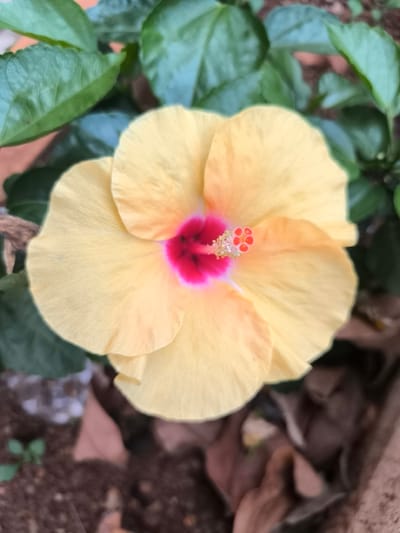 A close-up, overhead shot focuses on a blooming yellow hibiscus flower with a bright pink-red center. The petals are delicate and slightly translucent, with visible veins. The stamen, tipped with small red anthers, protrudes from the center. Dark green leaves surround the flower, and the background consists of brown soil and fallen leaves, suggesting an outdoor setting. The image does not contain enough information to determine its location in Ia Hru, Vietnam.