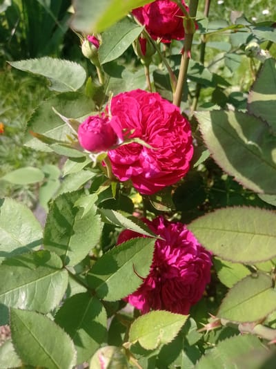 This media file features a close-up view of several vibrant pink roses in bloom, nestled amongst lush green foliage. The scene is set outdoors, likely in a garden, under bright sunlight, indicated by the sharp shadows cast on the leaves. The roses themselves are the primary subjects, with their intricate petal structures clearly visible. One rose is in full bloom, showcasing its dense, layered petals. Another rose, slightly further in the background, is also in bloom. Several rosebuds are also present, some just beginning to open and others more tightly closed. The leaves are a rich green, with serrated edges, characteristic of rose bushes. The stems are visible, some with thorns. The overall impression is one of natural beauty and the peak of the rose blooming season. The image conveys a sense of peacefulness and natural growth. No people, text, or specific time of day beyond "daytime" are discernible. The location context provided suggests the setting is in Belarus.
