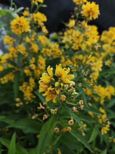 This close-up, eye-level shot showcases a cluster of small, vibrant yellow flowers with green foliage in the background. The flowers, with their delicate petals and visible stamens, are the primary subjects. The image is an outdoor scene, likely in a garden or natural setting, given the presence of greenery and the abundance of flowers. The lighting appears natural, suggesting it could be daytime, possibly late morning or afternoon, based on the brightness of the flowers and the shadows. There are no people or animals visible, and no text is present in the image. The overall impression is one of natural beauty and the simple charm of a blooming plant. The image focuses on the intricate details of the flowers, drawing the viewer's attention to their texture and form.