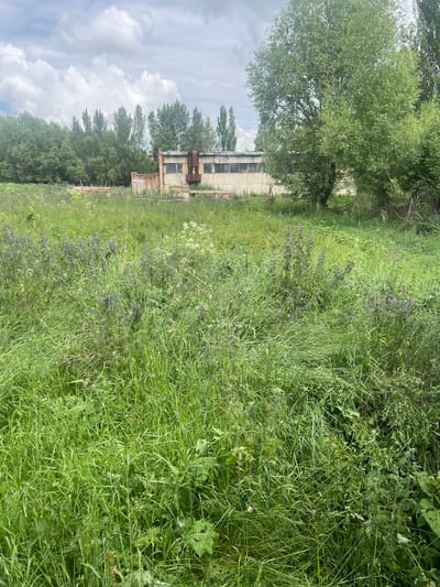 This is an outdoor, eye-level, full shot of a neglected industrial building located in Karakol, Kyrgyzstan. The building, appearing to be made of concrete and brick, has several windows covered with dark material, and a rusty ventilation pipe protruding from one section. The structure is weathered and shows signs of disrepair. In front of the building is an overgrown field of tall green grass and various wild plants, some with small purple flowers. Several trees, including a large deciduous tree to the right, surround the area, and a line of tall, thin trees can be seen in the background behind the building. The sky is overcast with scattered clouds. There are no people or animals visible in the frame. The scene suggests an abandoned or disused industrial site in a rural or semi-rural setting.