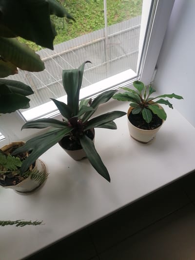 Three potted plants are arranged on a white windowsill, which appears to be in an apartment in the city of Komsomolsky, Russia. The plants are positioned in front of a window that looks out onto an outdoor scene featuring green vegetation and a corrugated metal fence with barbed wire.
The plant on the far left is a fern, with delicate, frond-like leaves, in a beige pot. To its right is a larger plant with long, dark green, arching leaves that have a purplish underside. This plant is in a similarly colored pot. The smallest plant, on the far right, has bright green, somewhat wavy leaves with a white, striped pattern. It is in a white pot.
The windowsill is clean and white. The interior wall to the right of the plants is also white. The flooring visible at the bottom of the image is dark and appears to be tile. The lighting suggests it is daytime, with natural light coming from the window.