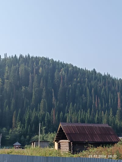 A wooden cabin with a corrugated metal roof is situated in front of a dense forest. The forest covers a hillside and is composed of numerous coniferous trees. In the background, a small red-roofed building is visible. A grey corrugated fence runs across the foreground. The sky is clear and pale blue. A timestamp, "25.07.2026 08:37," is overlaid on the image in the bottom right corner, suggesting this scene is in Assy, Russia.