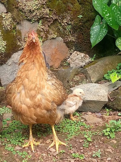 In Bafut, Cameroon, an outdoor scene features a reddish-brown hen and a chick. The hen, positioned in the central foreground, stands facing forward, displaying a red comb, wattles, and yellow, scaled legs. To the hen's right and slightly behind, a small chick with light brown and white fluffy plumage stands, oriented towards the right of the frame. The ground consists of brown soil interspersed with sparse green ground cover. In the background, a wall of various grey and brown rocks rises, heavily covered by green moss and smaller plants. A plant with large, dark green leaves mottled with white spots is partially visible on the upper right.