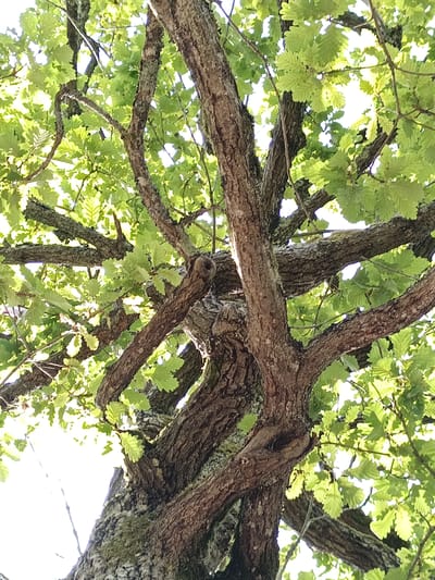 The image is a low-angle shot looking up into the canopy of a large oak tree, viewed from its trunk. The bark is rough and textured, with patches of lichen. Numerous branches spread outwards, covered in vibrant green oak leaves, many of which are backlit by the sun. The overall impression is one of lush foliage and the intricate structure of a mature tree. The location is unspecified, but the image is presented as if taken in Évreux, France.