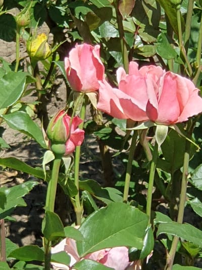 The image shows a close-up of several pink roses and rose buds in a garden. The roses are in various stages of bloom, with some fully open and others still tightly closed. Green leaves and thorny stems are visible around the flowers. The background appears to be a garden bed with dappled sunlight. The scene is likely in Novoivanivka, Ukraine, given the context. There are no people or animals in the image.
