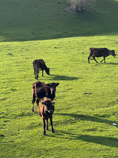 The image shows a grassy field in Margahovit, Armenia, with four brown cows grazing. One cow stands alone further up the field, while the other three are clustered together. A small bush is visible on the left side of the field, and shadows of trees are cast on the right.