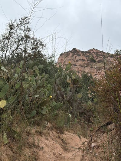 This image depicts a desert landscape in the city of Lake Forest, United States of America. In the foreground, a dirt path is visible, flanked by dry grasses and prickly pear cacti. Some of the cacti have yellow flowers. In the background, a rocky, barren hill rises against a cloudy sky. The vegetation is sparse, characteristic of a dry, arid climate. The scene appears to be a natural preserve or park, with no man-made structures or human presence evident. The overall impression is one of rugged, untamed nature.