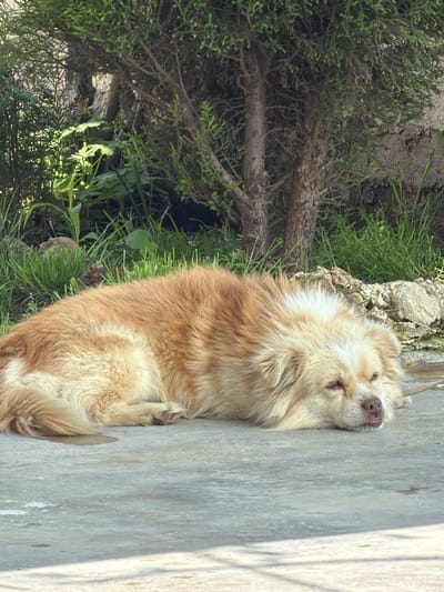 A medium-sized, golden-colored, long-haired dog is lying on a concrete surface. The dog has a white patch on its head. Adjacent to the concrete is a patch of grass and small trees. The scene is in Kavrakirovo, Bulgaria.