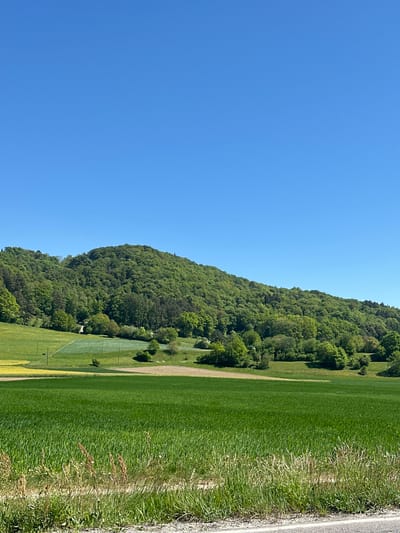 The image displays a serene, sunlit rural landscape in Eglisau, Switzerland, captured under a clear blue sky. When viewed correctly oriented, a vast expanse of unblemished blue sky occupies the upper portion of the frame, indicating bright, fair weather, likely midday or early afternoon.
A large, densely forested hill dominates the left side and central midground of the scene, its slopes covered in a thick canopy of vibrant green deciduous trees. The lush foliage suggests a healthy, natural environment. Below the treeline and extending across the right half of the image are extensive green fields, appearing well-maintained, possibly agricultural land or pastures. These fields show varying shades of green and subtle patterns, hinting at cultivation or specific grass types.
Along the far right edge of the image, a strip of a paved road or track is visible, bordered by an unkempt verge of taller, drier grasses and weeds. There are no people, animals, or man-made structures prominently visible within the frame, emphasizing the natural and tranquil character of the setting. The overall impression is one of peaceful natural beauty and open space under a brilliant sky.