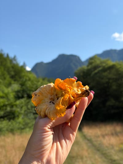 In the foreground, a person's hand, with dark pink nail polish, holds a cluster of bright orange chanterelle mushrooms. The mushrooms are detailed, with visible gills and some dirt clinging to them. The background is a blurred landscape featuring lush green trees, golden dry grass, and imposing mountains under a clear blue sky. The scene is outdoors, likely in a natural, mountainous area. The location is identified as Bistrica, Montenegro.
