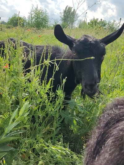 In Mar'yanivka, Ukraine, a black goat stands in a field of green grass and tall plants. The goat's head is partially obscured by foliage, but its black horns and yellow eyes are visible. In the foreground, a portion of another dark-haired animal, possibly a sheep, is visible. The background shows a treeline under a cloudy sky. A few red poppies are scattered amongst the greenery. The scene appears to be a natural outdoor environment.