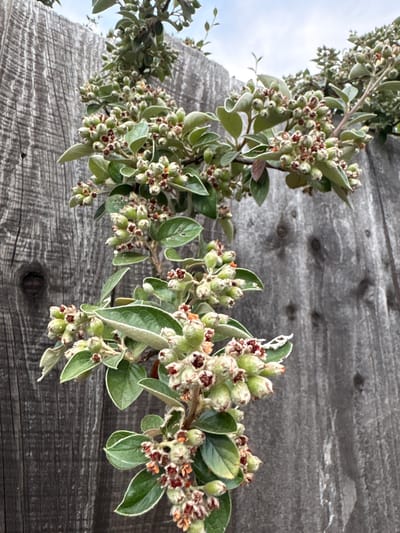 A close-up, vertical shot showcases a shrub with small green buds and fuzzy leaves growing along a weathered, grey wooden fence. The fence planks are oriented vertically and appear to be constructed of rough-hewn wood, with visible grain patterns and knot imperfections. Some planks exhibit a slightly darker, almost blackish hue compared to others, suggesting age and exposure to the elements. The shrub's branches, also covered in fine white fuzz, are laden with clusters of developing buds that are predominantly pale green, some tinged with reddish-brown tips. Small, dark green leaves with white, fuzzy edges emerge from the branches, interspersed with the bud clusters. The overall impression is one of nature encroaching on a man-made structure. The location is the city of Chelmsford, United Kingdom.